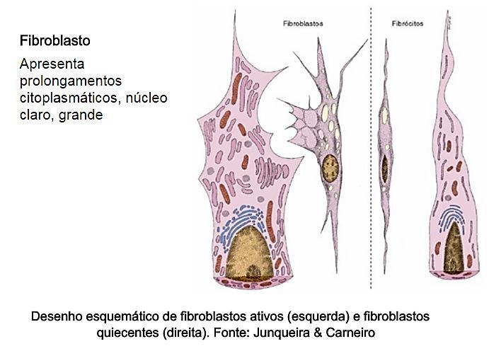 Fibroblasto: Intensa atividade