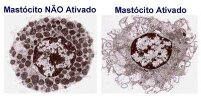 Células Mastócitos: Apresentam forma globosa; - Originam