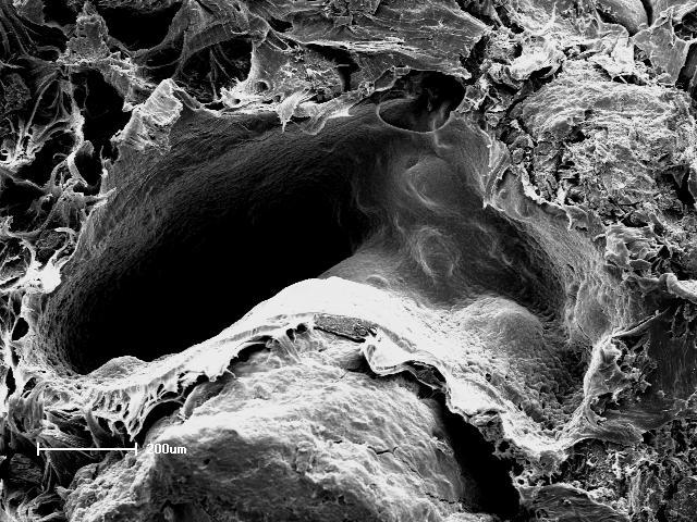 Aglomerado Vazio (a) FS Vazio (b) Figura 2 Fotomicrografias obtidas do compósito com adição de 30% de farelo de soja peneirado a 100 mesh, obtidas com microscópio eletrônico de varredura (a) com