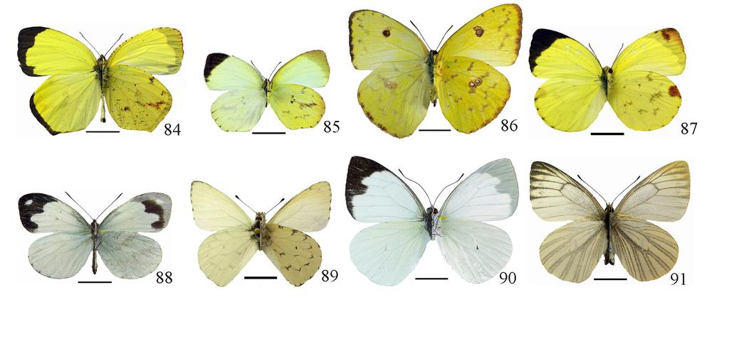 Lepidoptera em fragmentos urbanos de Floresta Ombrófila Mista.