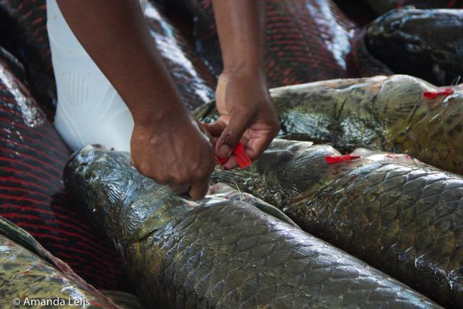 Para a regularização da pesca, devido à relevância econômica e com o propósito de subsidiar um manejo que surtisse efeito para a recuperação de seus estoques, foram realizadas pesquisas sobre os