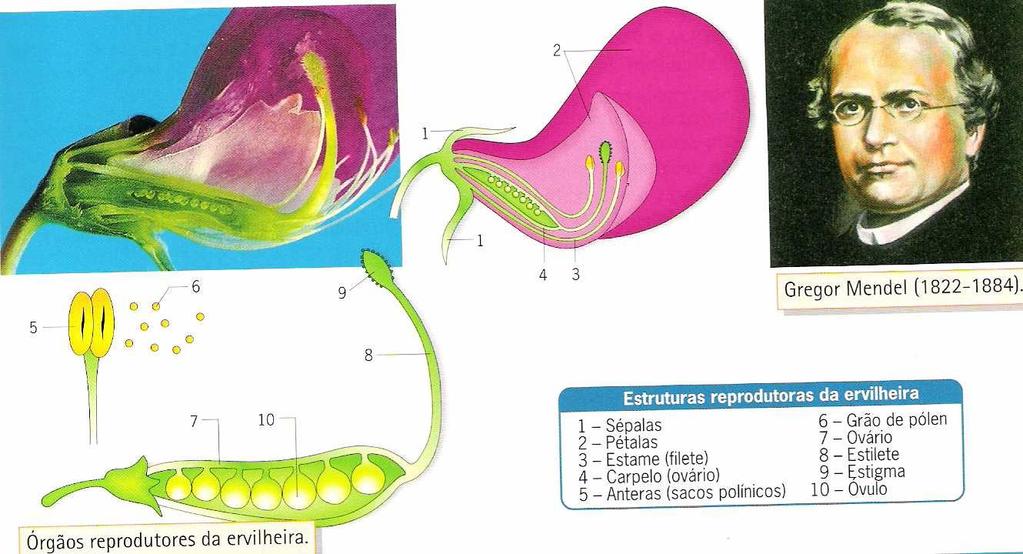 Primeiros estudos de hereditariedade Gregor Mendel (1822-1884) cresceu numa quinta de uma região do Império Austro-Húngaro, que actualmente é da República Checa.