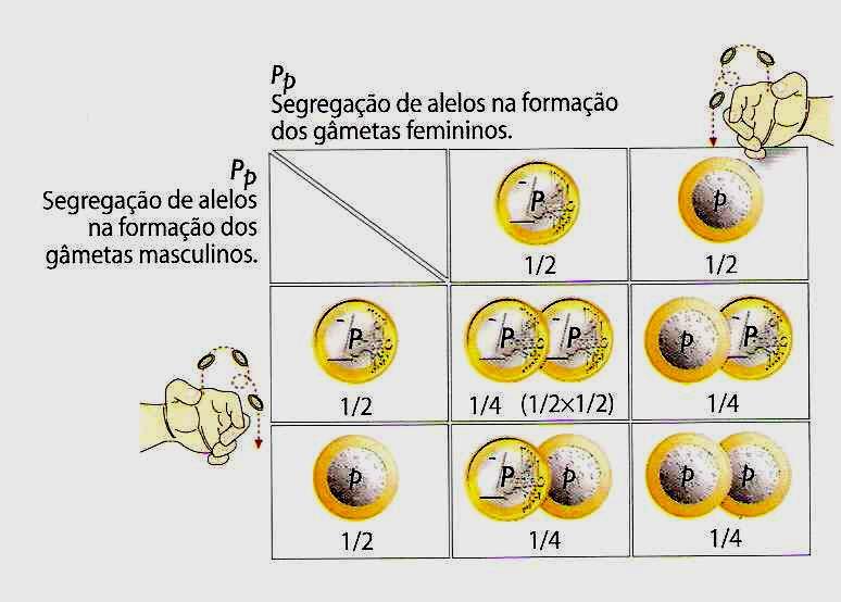 Probabilidades e previsão de resultados em Genética Mendeliana Os resultados obtidos por Mendel baseiamse em acontecimentos aleatórios, isto é, na segregação independente dos alelos e na reunião ao