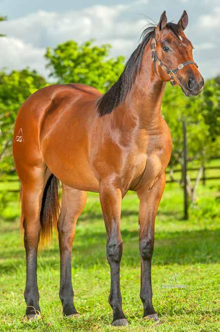 HARAS GG Lote 12 DIEGUITA ZORRERO JGG P244505 F 