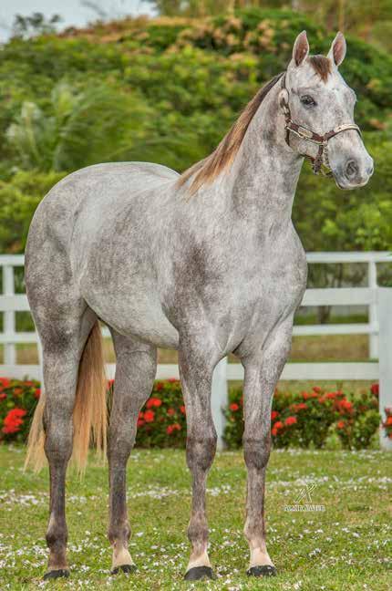 HARAS POTIGUAR Lote 18 APOLO JAY DASH HPT P234376 M T 26/12/15 VENDEDOR: HARAS POTIGUAR EL APOLO JAY HAP MISS DASH SHOW CR EL APOLO BARS SWEET LIKE A MELODY FISHERS SHOW KISS ME PLEASE ASA EL ZORRERO