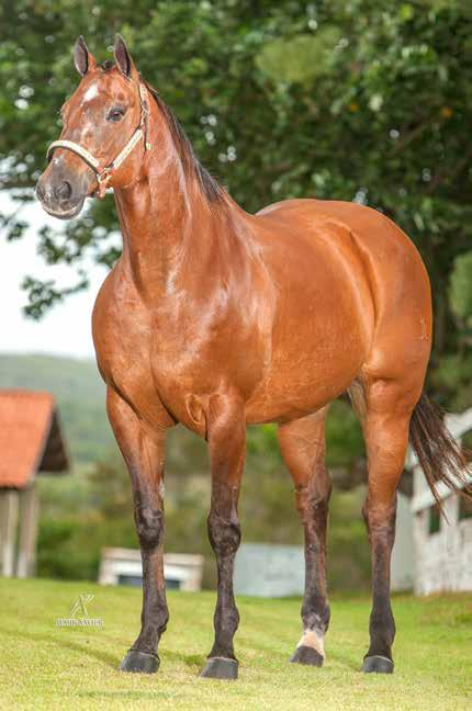 C 18/04/15 VENDEDOR: NELSON CUNHA TROWIM AFI