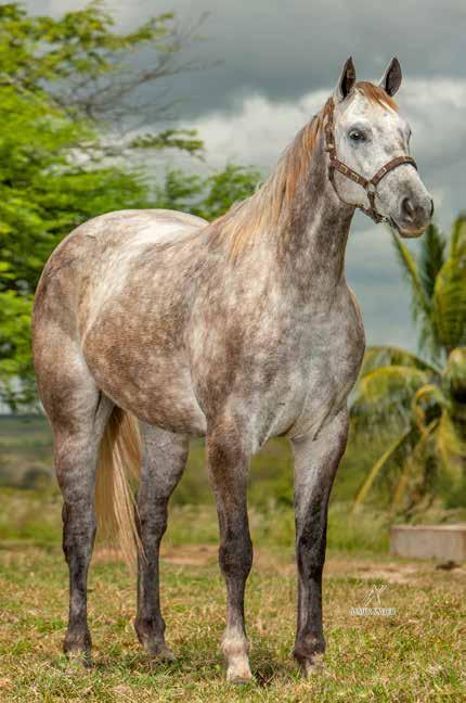 SUA MÃE, BELLE ROJO JR, É PRODUTORA DOS CAMPEÕES DE VAQUEJADA, SIMPATIA ROJO JR, 62 PTS DE RMT E BELLE STEEL JR, 13,25 PTS DE RMT.