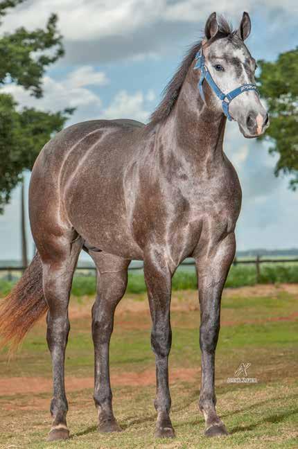 PARQUE E HARAS ACONCHEGO Lote 28 MR ELEGANTE PHA P232626 M T 06/12/15 VENDEDOR: PARQUE E HARAS ACONCHEGO DON SANJAY GRAY HJG MANDALA ROXA DFR DON DIEGO BARS SHADY BLACK COTTON SILVER WILD SLN (ROXAO)