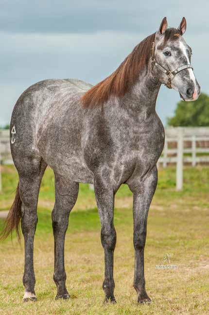 HARAS BOM PASTO Lote 30 N WILD BOY JR P225859 M T 07/01/16 VENDEDOR: HARAS BOM PASTO NEW WILD DASH MISS JAMEL JR WILD DASH SLN LAD S VALLEY SLN JAMEL STEEL JR BABY GIRL SOLANO DASH FOR CASH JR WILD