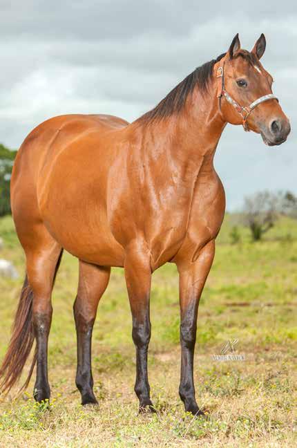 TRABALHO 2019 / VAQUEJADA 2020 PRINCIPE ROJO LADY TOP BID SHADY STEEL SLN TEQUILA POWER MV EBB TIDE BAR BLACK LIGHT KODAK ROJO ETERNAL ROJO AMCJ: PRODUTOR DAS CAMPEÃS DE VAQUEJADA, MALU ROJO RNC, 5