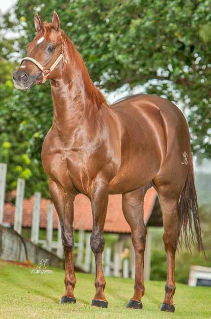 HARAS RENASCENÇA Lote 44 PACO APOLLO ROJO P192083 M A 14/01/12 VENDEDOR: HARAS RENASCENÇA ZARCO TORO SA LADY BINGO ROJO APOLLO VM QUEM QUEM WEST BINGO SPOOK JR HONEY ROJO JR JET TORO FOR TEARS ONLY