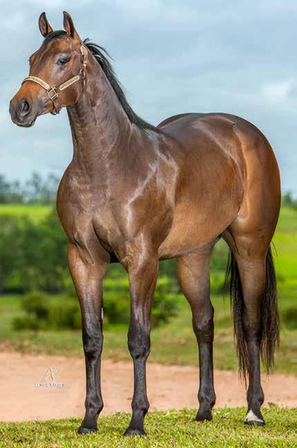 HARAS SANTA TERZINHA Lote 08 I MA APOLLO SHOW P222049 - F Z 30/09/15 VENDEDOR: HARAS SANTA TEREZINHA NEW APOLLO VERDE LADY DASH ETERNALLY APOLLO VM INARA VISTA ETERNALLY HANDDOME 3M I MA SHOW JET