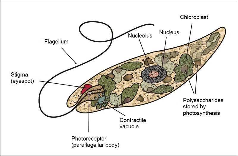 EUGLENAS