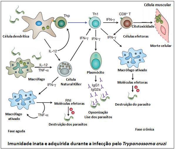 parazita immunológia