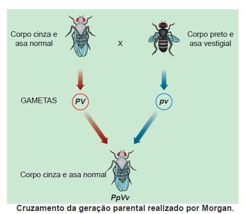 A proporção de gmets recominntes produzidos, chmd de tx de