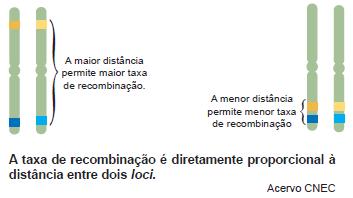 ) Quntos e quis são os gmets formdos por esss 100 céluls, supondo que 20 dels presentm permutção n meiose?