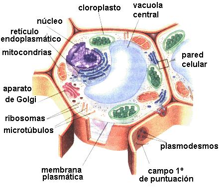 Citoplasma: organelas e citosol MITOCONDRIAS Tem uma forma oval (reniforme) e uma estrutura interna complexa. Se originam por fusão (herança materna).