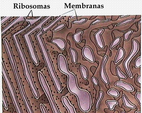 dispersos no citoplasma ou associados com o Retículo Endoplásmático; Podem existir