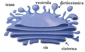 endoplasmático rugoso; Aparecem em grande quantidade nas células em grande atividade.