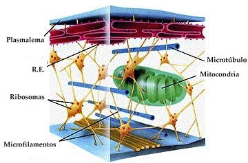 O citoesqueleto produz a ciclose (movimento do citoplasma) e está vinculado com outros
