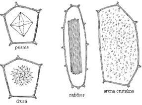 SUBSTÂNCIAS