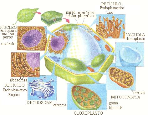 Diferenças entre célula animal e célula vegetal: plastídeos, parede celular e vacúolo.