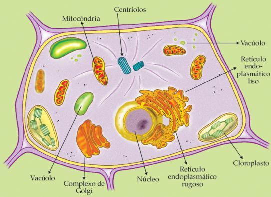 ESTRUTURA DA CÉLULA VEGETAL ESTRUTURA DA CÉLULA VEGETAL Parede celular (parede primária, parede secundária, lamela média, plasmodesmos, pontuações simples) Protoplasma:
