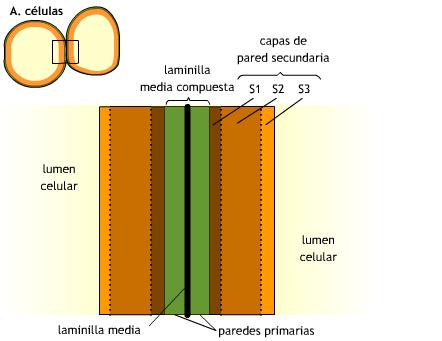 hemicelulose, sustâncias pécticas, água e proteínas.