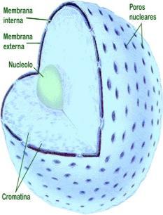 aminoácidos, nucleotídeos). Uma célula pode ter entre 1.000 a 10.000 plasmodesmos.