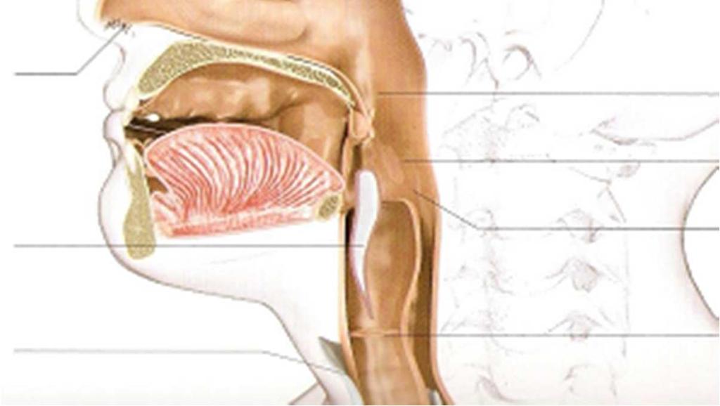 Cavidade nasal principal via para o ar alcançar e deixar os pulmões, é forrada por uma membrana mucosa e pegajosa que prende partículas de pó e germes.