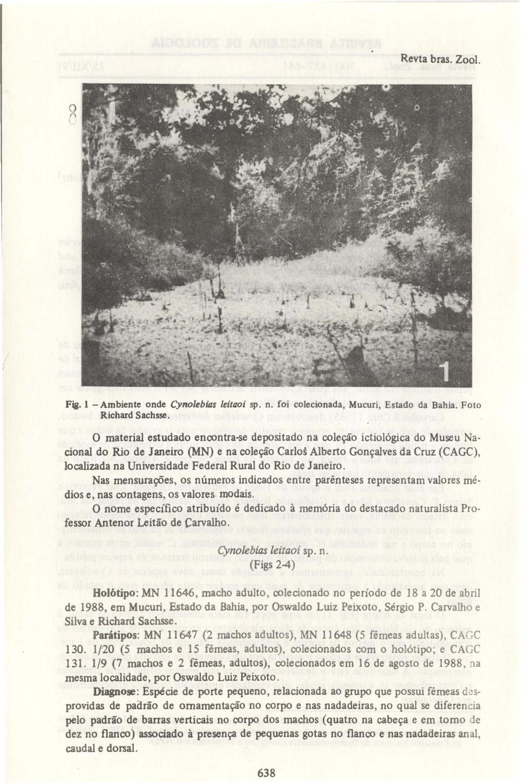 638 Revta bras. Zoo!. S>- I Fig. 1 - Ambiente onde Cynolebios leiloo i sp. n. foi colecionada, Mucuri, Estado da Bahia. Foto Richard Sachsse.