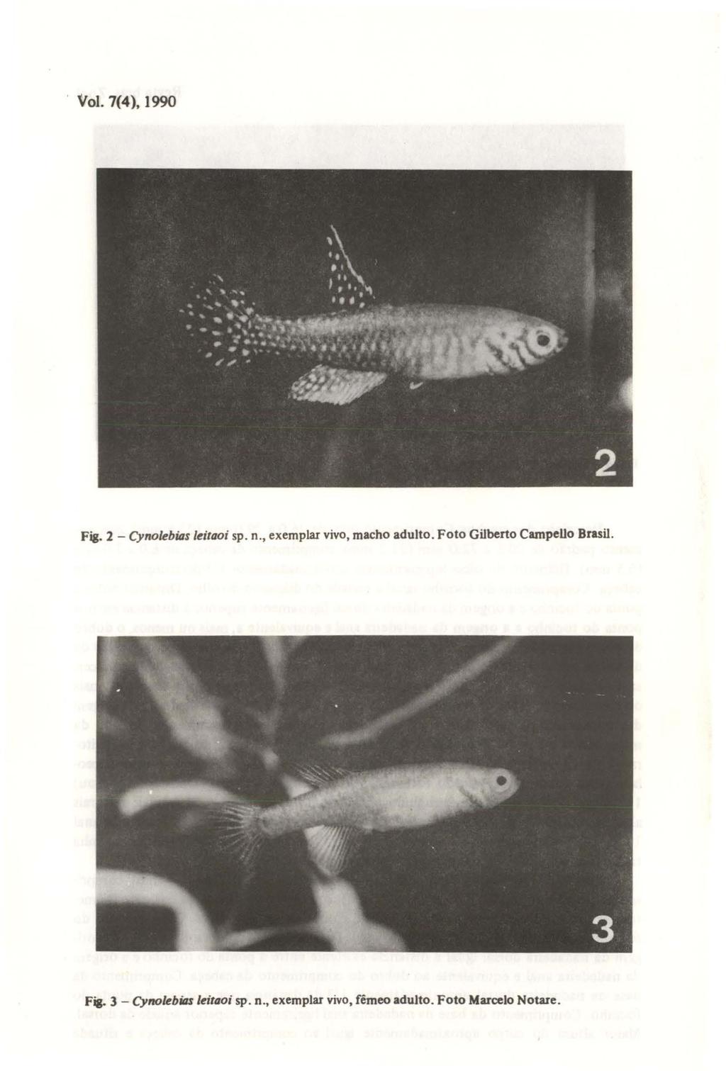 Vo1. 7(4), 1990 Fig. 2 - Cynolebias leitaoi sp. n., exemplar vivo, macho adulto.