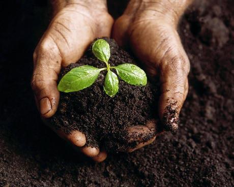 O Cio da Terra Debulhar o trigo Recolher cada bago do trigo Forjar no trigo o milagre do pão E se fartar de pão Decepar a cana Recolher a garapa da cana Roubar da cana a