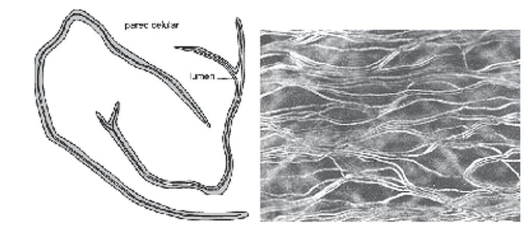 Morfologia e Anatomia Vegetal Figura 4 Esclereídes filiformes (fibrosas). Porção de uma folha diafanizada de Olea europaea, Oliva (Dicot.),fotografada com microscópio óptico com luz polarizada.