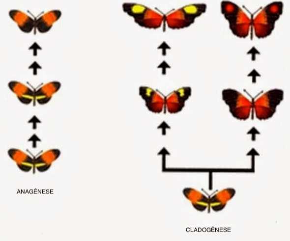 Noções de Sistemá A diversidade de seres vivos é resultante de processos evolutivos, que podem ocorrer por anagênese ou cladogênese.