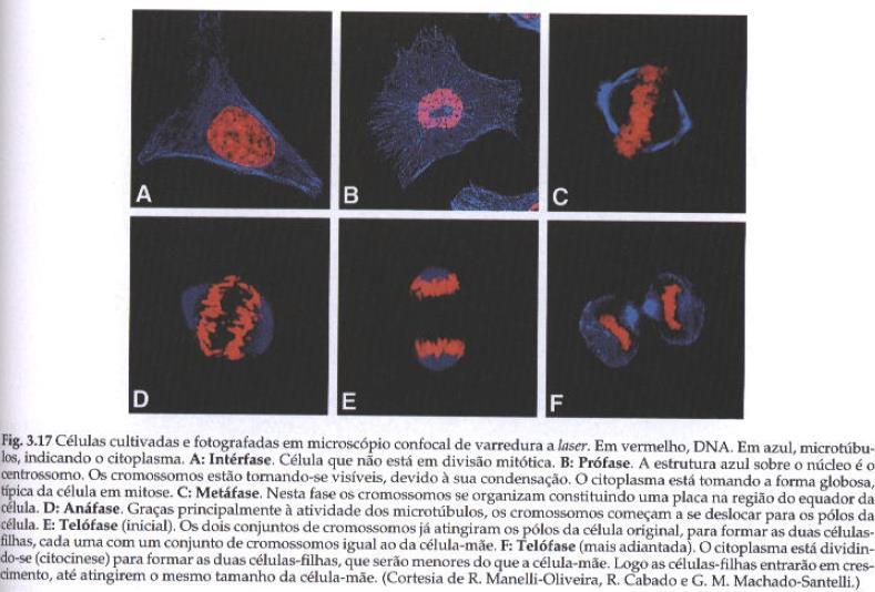 Mitose O processo denominado mitose, durante o qual uma célula (célula-mãe) se divide em