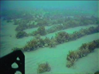 Bancos de algas calcárias, situados a 20 m de profundidade. Esses bancos são a principal fonte dos sedimentos ricos em carbonatos na plataforma continental do Ceará A B C Figura 6.