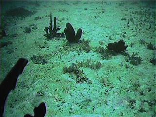 As imagens foram obtidas, pelo minissubmarino, sob luz natural Mergulhos com o minissubmarino Uma linha de recife submersa foi encontrada ao norte do município de Icapuí, a cerca de 30 km da costa e