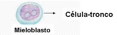 Maturação dos granulócitos 1- Mieloblasto: Determinada para formar 3 tipos de
