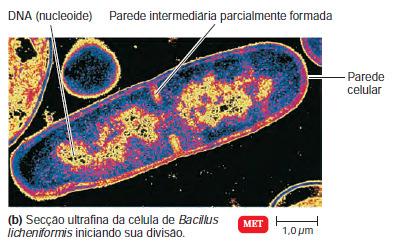 bactéria em duas células filhas.