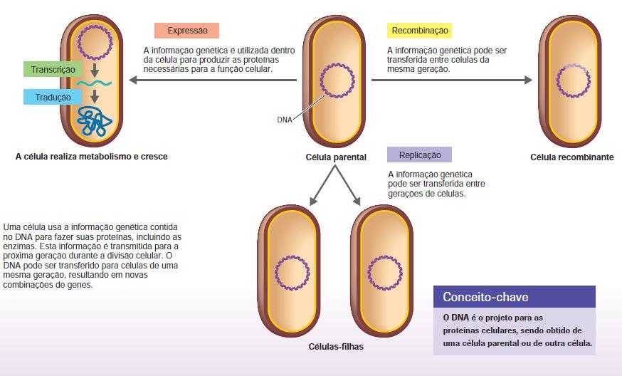 1 cromossomo (maioria) Todas as informações essenciais