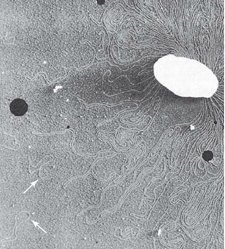 Plasmídeos MoléculasdeDNAduplafita Circulares(maioria) Menores que os cromossomos Bactérias Gram