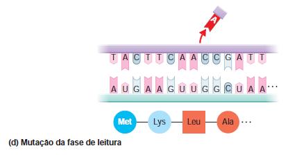 Mutação Mutação da fase de leitura Pares de bases são removidos ou inseridos no DNA, altera a fase de leitura da