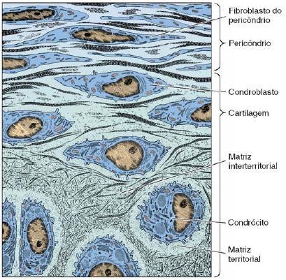 Células que compõem o tecido cartilagionoso: Condroblastos: células jovens que se duplicam por meio de mitoses e produzem a matriz extracelular ativamente; Condrócitos: mantém a integridade da