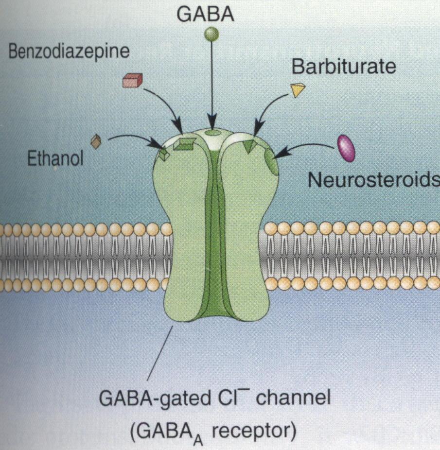 BENZODIAZEPÍNICOS E RECEPTOR GABA-A MODULADOR POSITIVO ( AGONISTA ) ALOSTÉRICO DO GABA NOS RECEPTORES GABA A AÇÃO EM SÍTIOS (