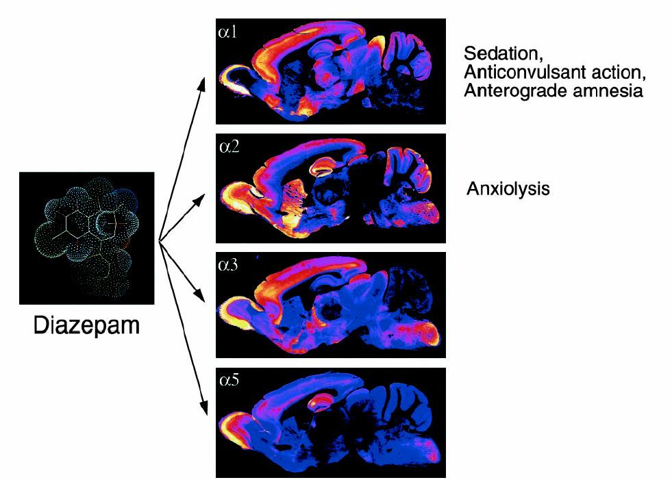 RECEPTOR GABA A, SUBUNIDADES E EFEITO DO DIAZEPAM Receptores GABA A estrutura heteromultimérica 5