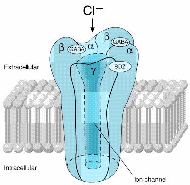 α,β,δ,ε,γ,π múltiplas isoformas para cada (p.ex.