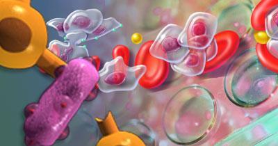 22 de Novembro O Sistema Imunitário Margarida Carneiro, CNC (14h00) 2 O sistema imunitário, composto por diversos órgãos, células e proteínas específicas, protege-nos contra factores externos (vírus,