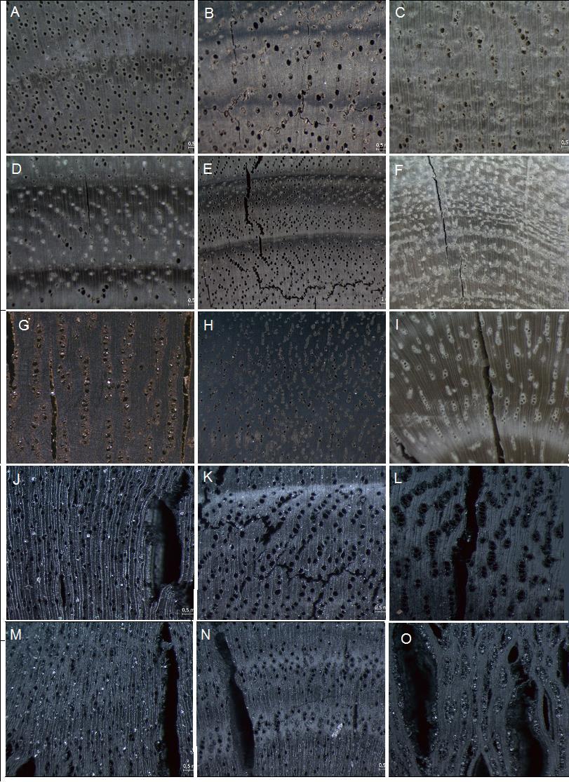 56 Figura 11 Imagens obtidas pelo microscópio estereoscópio utilizadas para medição e avaliação das rachaduras nos híbridos de Eucalyptus urophylla, MN463 e VM4, e no Corymbia citriodora em