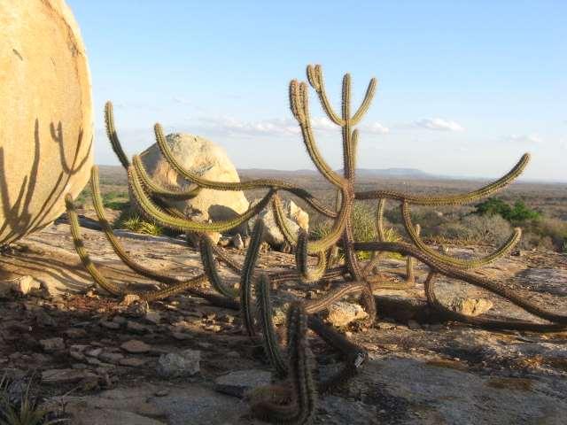 A vegetação dessas regiões é insignificante, às vezes constituída por plantas espinhosas e de raízes profundas; em outras vezes é inexistente.